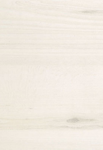 Tilia Tree 0220